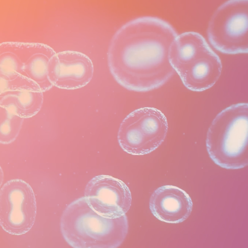 CHO and HEK stable cell line development