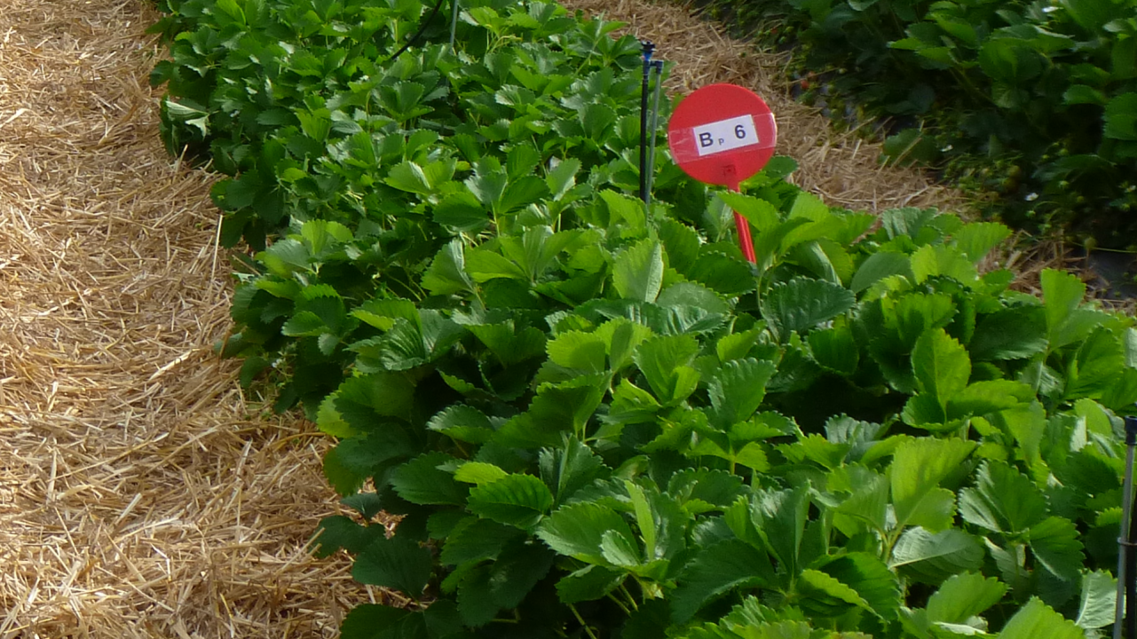 Lutte contre les pucerons en fraisier