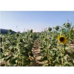 The Taklamakan Desert area in the southern Xinjiang region