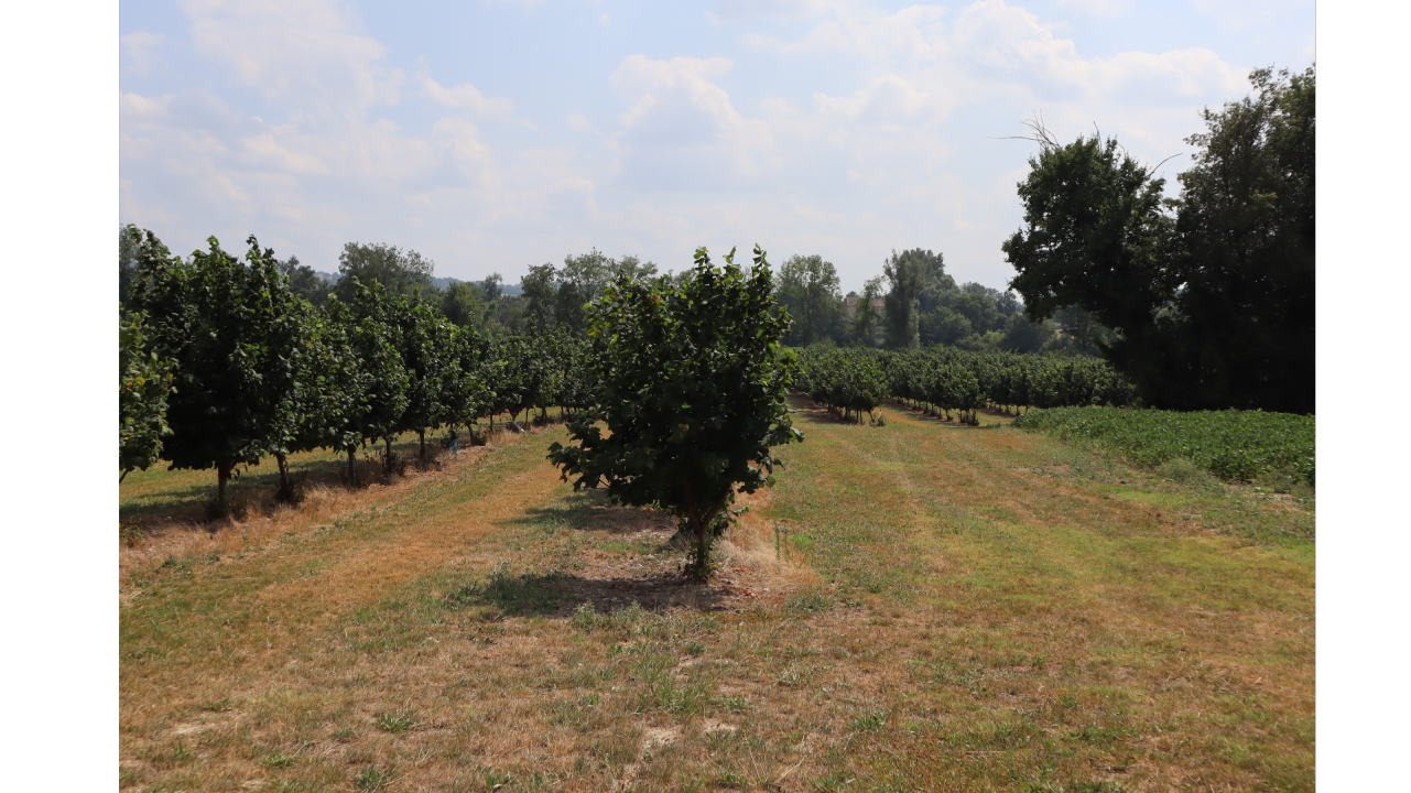 Lutte contre les punaises en noisetier