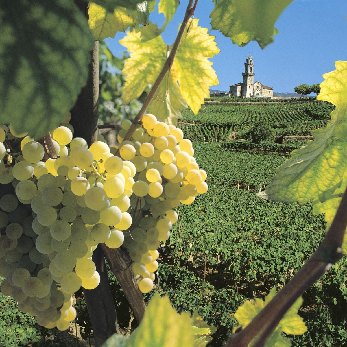 CAMMINANDO TRA I VIGNETI