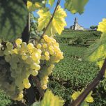 CAMMINANDO TRA I VIGNETI