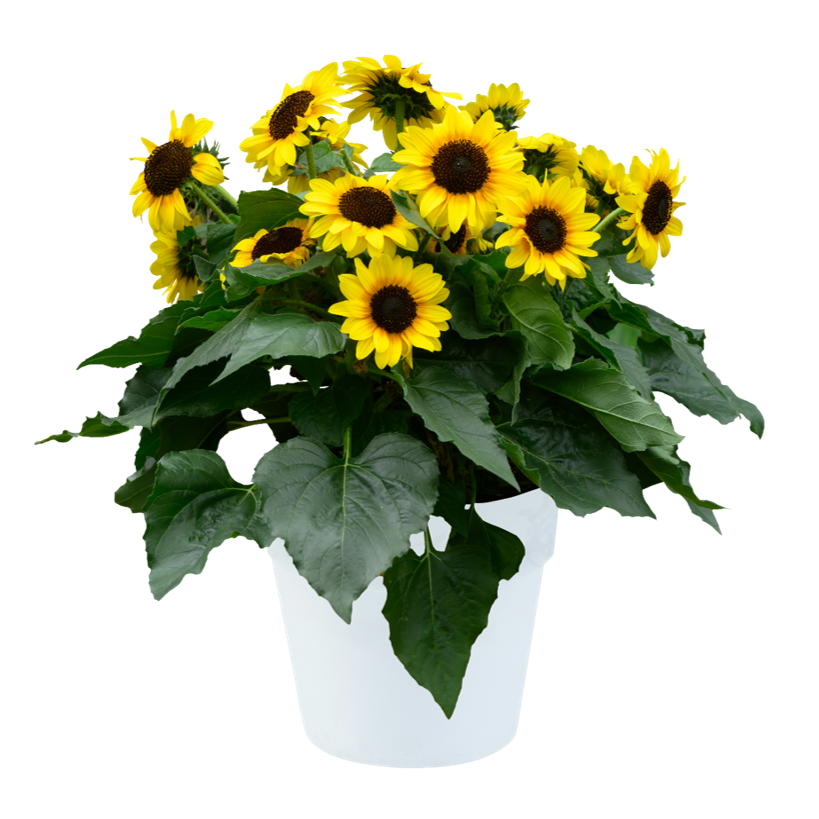 SOL SEEKER™ HONEY | Helianthus