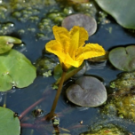 Nénuphars