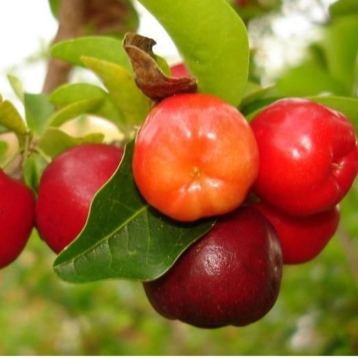 Acerola Extract
