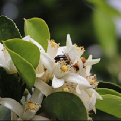 ESSENTIAL OILS, FLORAL WATERS & VEGETABLE OILS