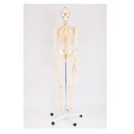 LIFE SIZE SKELETON MODEL 180CM